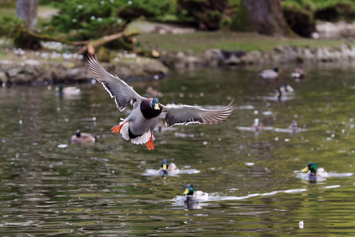 Flaps, check. Landing gear, check! <a href="/BCFerries/">BC Ferries</a> #BCFWildlife