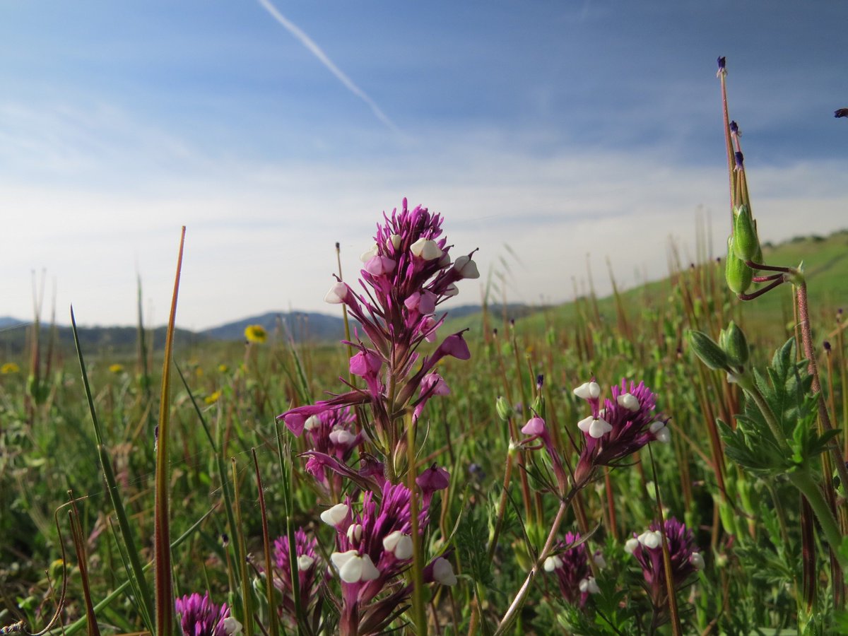 WildnoteApp's tweet image. Happy #seconddayofspring 🌸🌷🌻 from all the plant people in our company still celebrating #owlsclover #flowers #wildnoteapp
