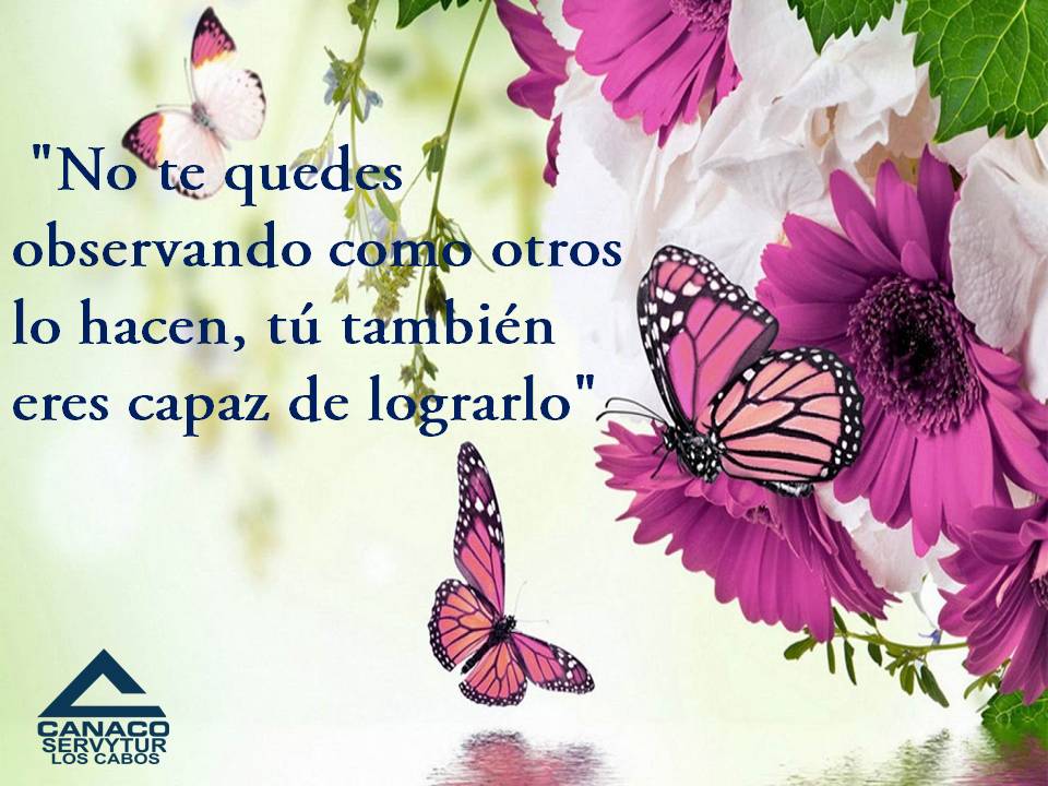 CANACO Los Cabos tweet media