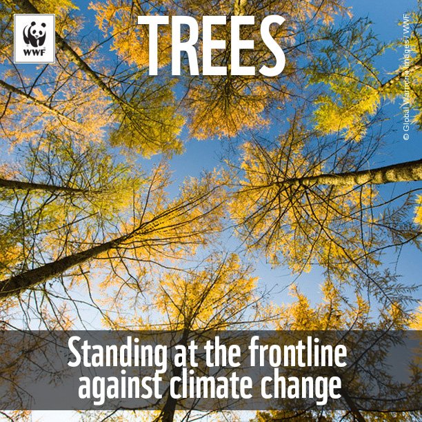 WWFForestCarbon tweet picture