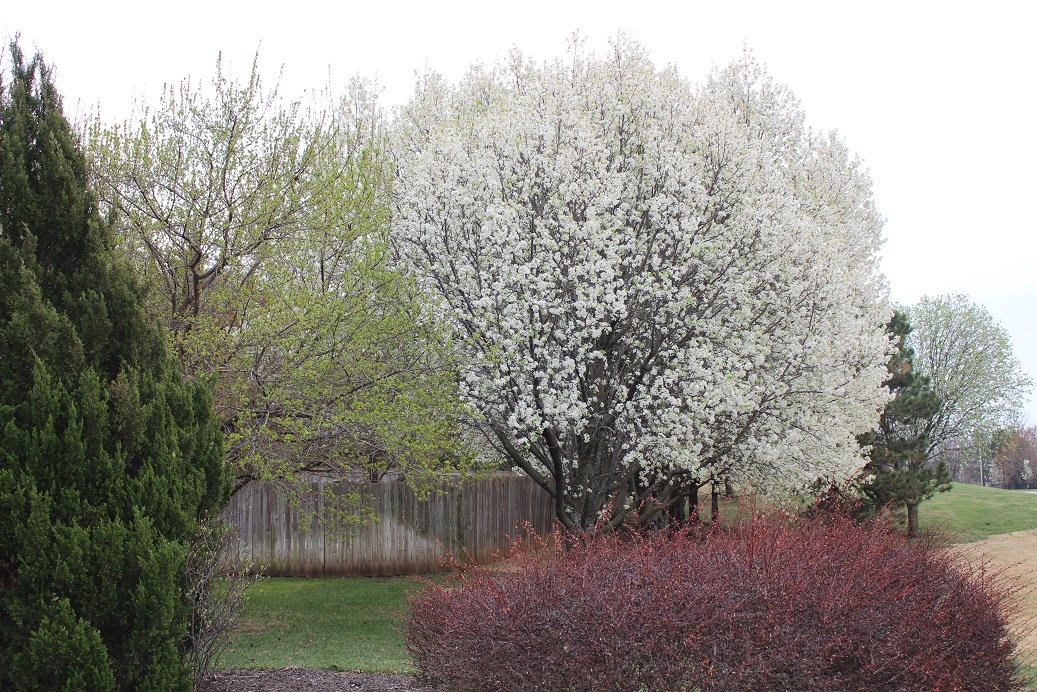 CityofShawneeKS's tweet photo. Spring is officially here and it sure is making Shawnee spectacular! Tweet us your Spring-y pictures! #SpringStartsHere #Shawnee https://t.co/HSWDMKCo9m