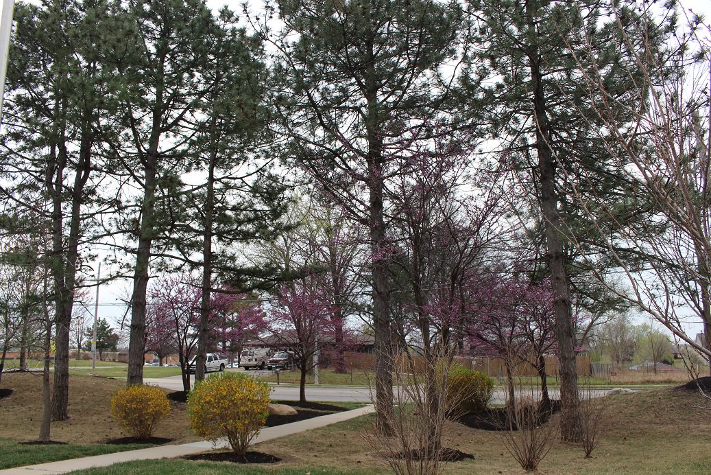 CityofShawneeKS's tweet photo. Spring is officially here and it sure is making Shawnee spectacular! Tweet us your Spring-y pictures! #SpringStartsHere #Shawnee https://t.co/HSWDMKCo9m