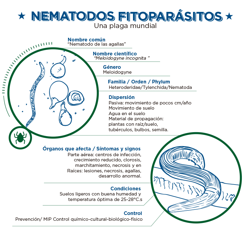 ecocontrolca's tweet photo. "Nematodos fitoparásitos: una plaga mundial." https://t.co/vBF1tE93rP https://t.co/TMdtM6OmeD