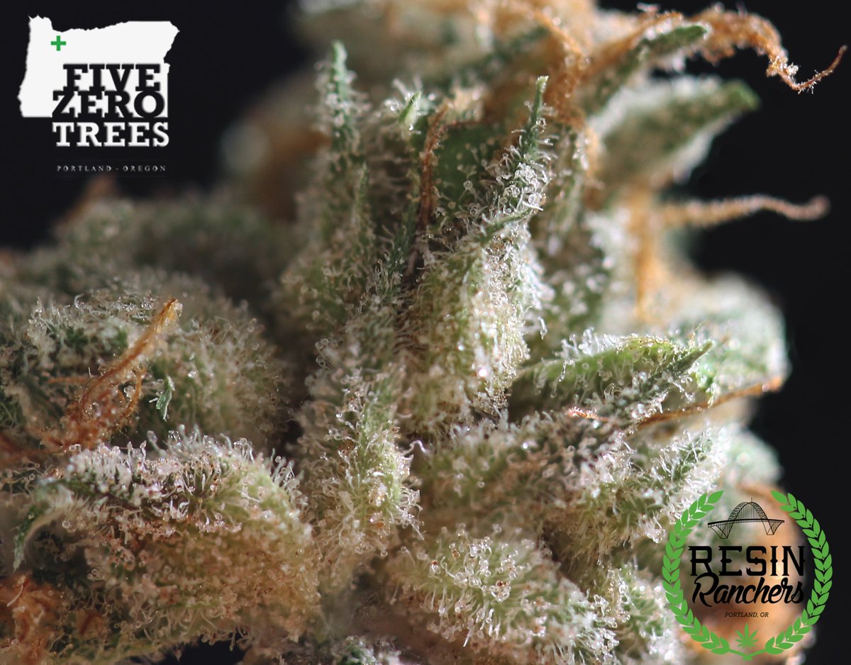 FIVEZEROTREES's tweet photo. Happy Tuesday! Come and get your week started off right with some of this lovely Fire Alien Strawberry, fresh in from Resin Ranchers :) https://t.co/i2C1XLJ88v