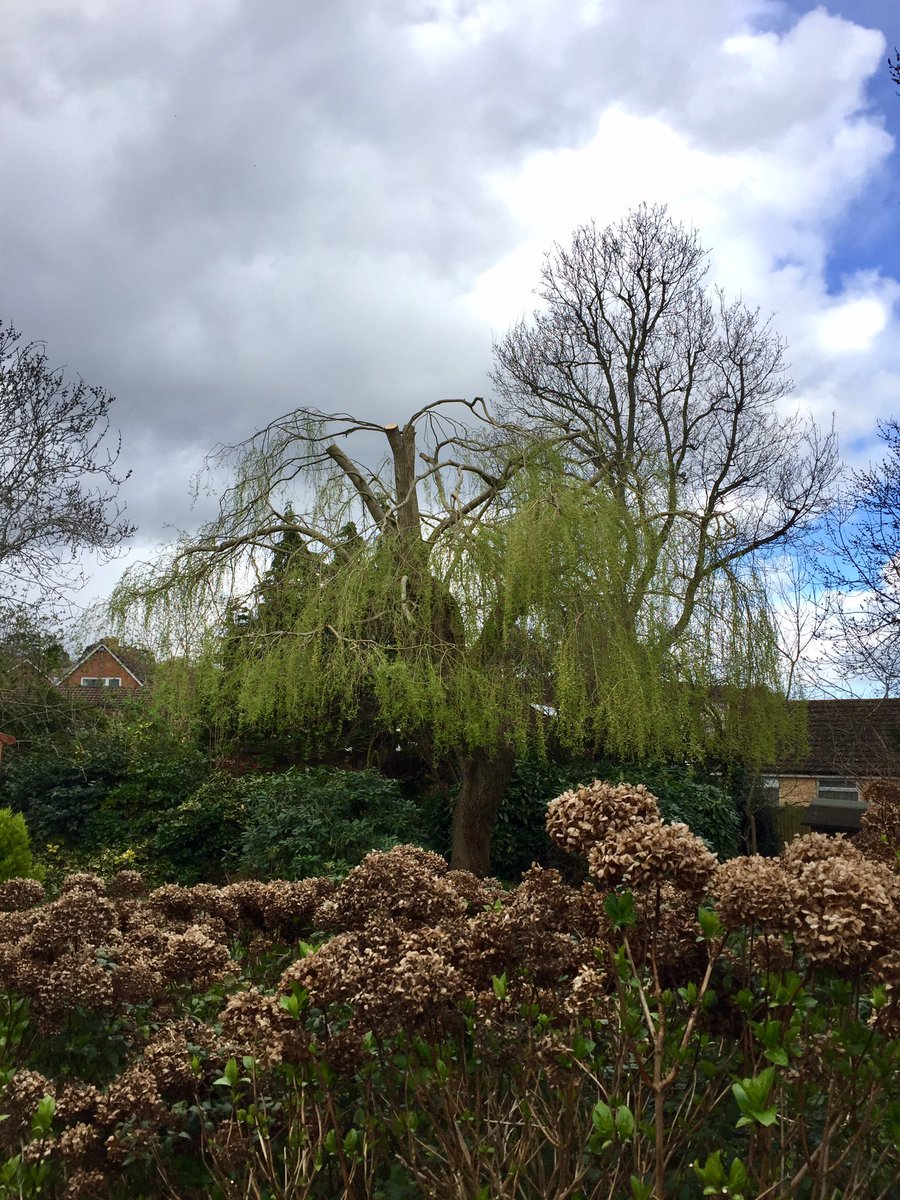 DartmoorTrees's tweet photo. Willow reduction in #exmouth today. Taking in the overextending limbs to give it a more uniform #shape #trees #arb #before #after #salix https://t.co/458lT9WgkQ
