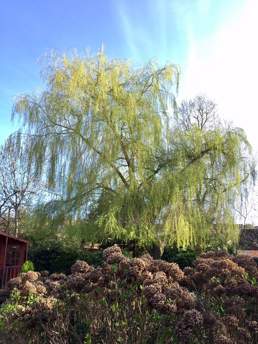 DartmoorTrees's tweet photo. Willow reduction in #exmouth today. Taking in the overextending limbs to give it a more uniform #shape #trees #arb #before #after #salix https://t.co/458lT9WgkQ