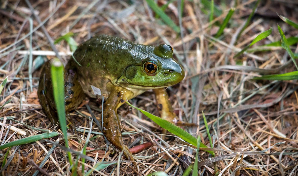 BLMNational's tweet photo. It's #WorldFrogDay! Lots of #frogs and #toads call #yourpubliclands home! Read more: https://t.co/V1o4cthFal https://t.co/fkrwWiQhl1