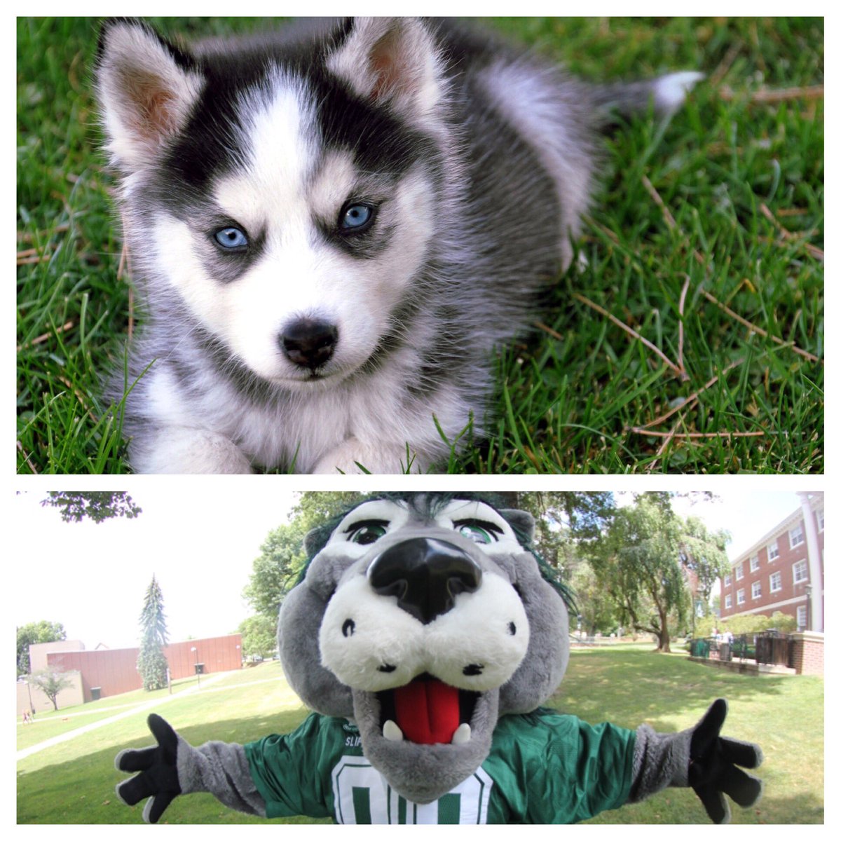 GoBUHuskies's tweet photo. #MascotMadness basically comes down to: Do you want the top picture or the bottom one? #VoteRoongo 🐾😍

Vote here 👇
https://t.co/9IKl0N5K6n https://t.co/0evq8T8OYB