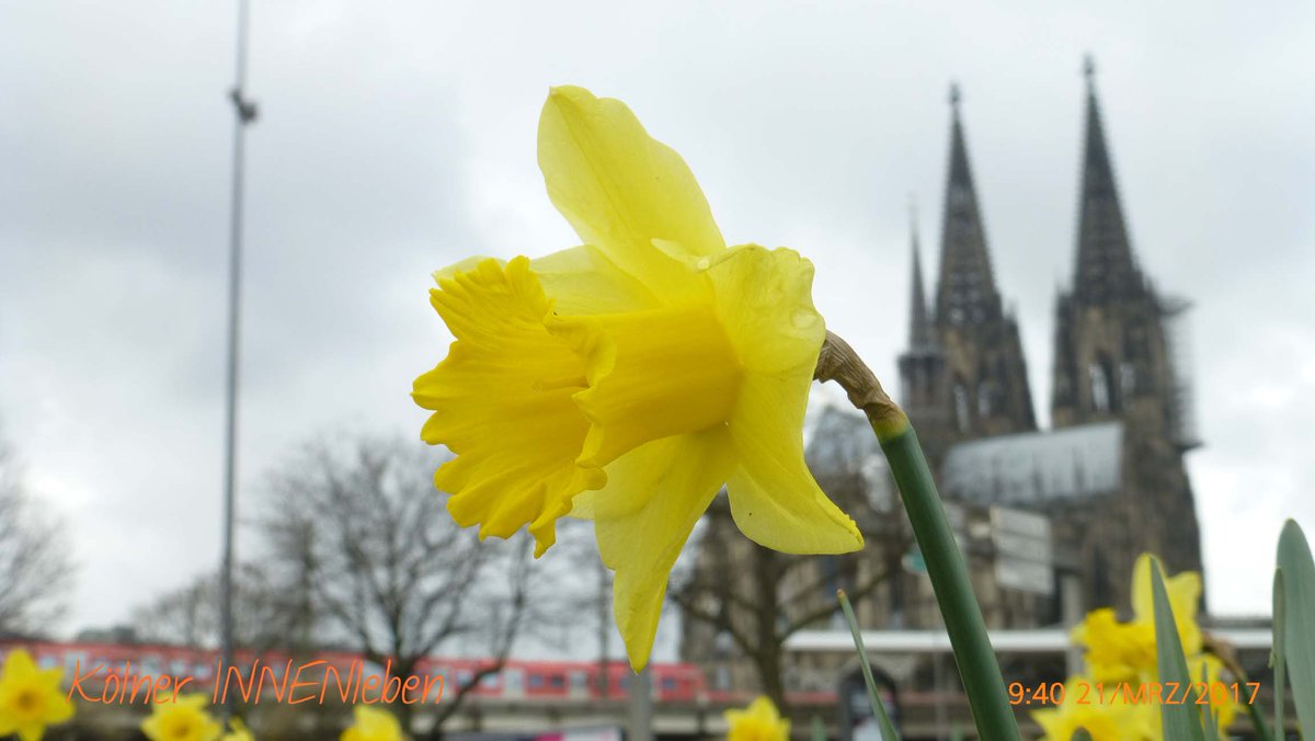 #Fruehlingsanfang am Kölner Dom #koelnerdom #thisiscologne #365koeln #schönergehtskaum