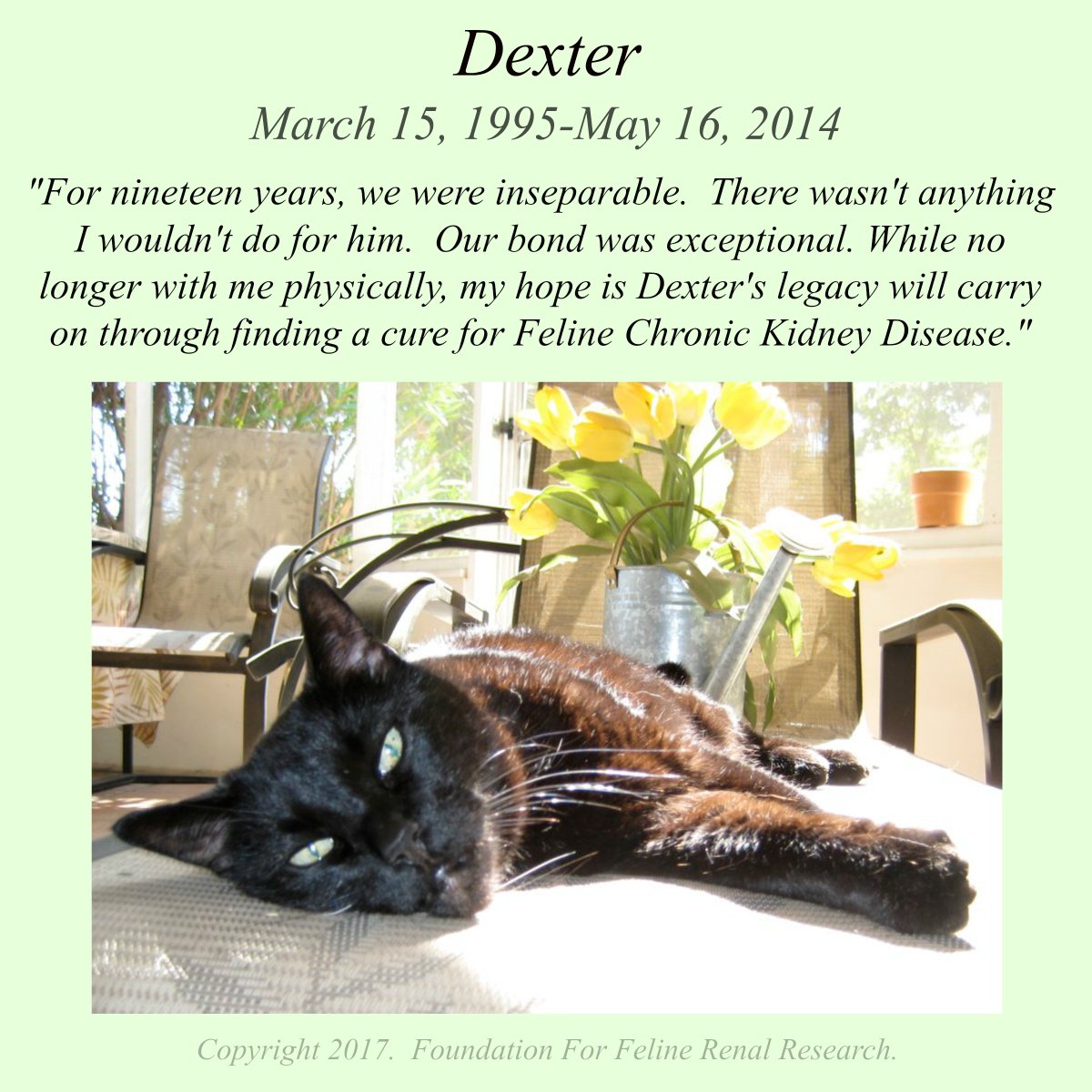 FelineRenalRsch's tweet photo. Let's celebrate the life of adorable Dexter, and let’s #DoItForDex and all the cats who’ve fought the battle!  #LetsCureFelineCKD! https://t.co/NMWJMQij9m