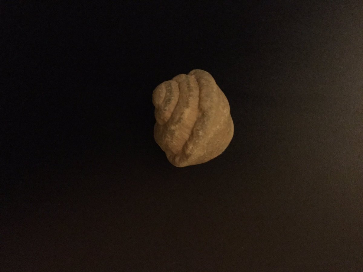 وَجَدْتُ  هَذَا الأُحْفُور في وَادِي الخُوض

والأُحْفُورُ هُو:بَقايا نَبات أَوْ حَيْوان كان يعيشُ منذُ آلافِ أو ملايينِ السنين
#أقلام_صغيرة