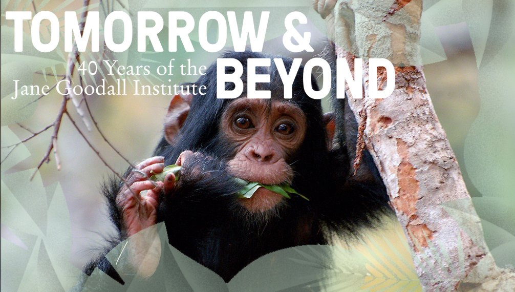 JaneGoodallInst's tweet photo. We're taking Jane's vision to #tomorrowandbeyond celebrating 40 yrs of the Jane Goodall Institute! Make a difference:https://t.co/gSrQZBtGKM https://t.co/K72BvxK396