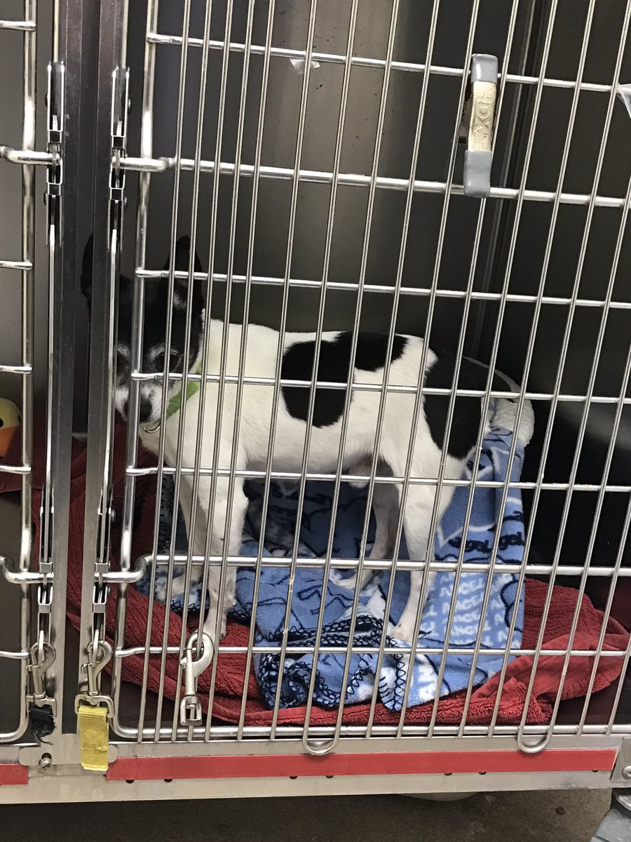 Mely_smith87's tweet photo. Hi, my name is Stu, take me home please! @JarinnaB @ShislerPaul visit #rbari and get me what's more random than coming home with a new pet https://t.co/Jsar5Vdhop