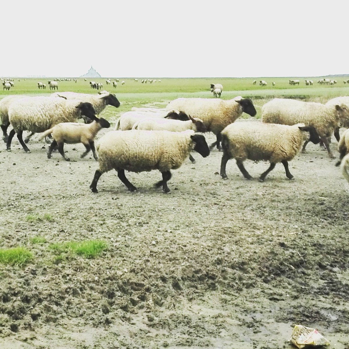 tinyhouse50's tweet photo. À 5min de la tiny house...Les prés salés rentrent à la bergerie. #Mont-Saint-Michel #mouton #location #vacances #Normandie #Bretagne #france https://t.co/DyUM73k6Ew