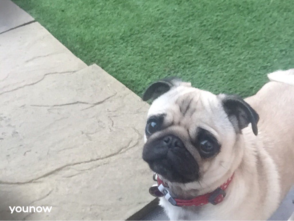 🔴 LIVE on <a href="/YouNow/">YouNow</a> - younow.com/itsroxythepug/…