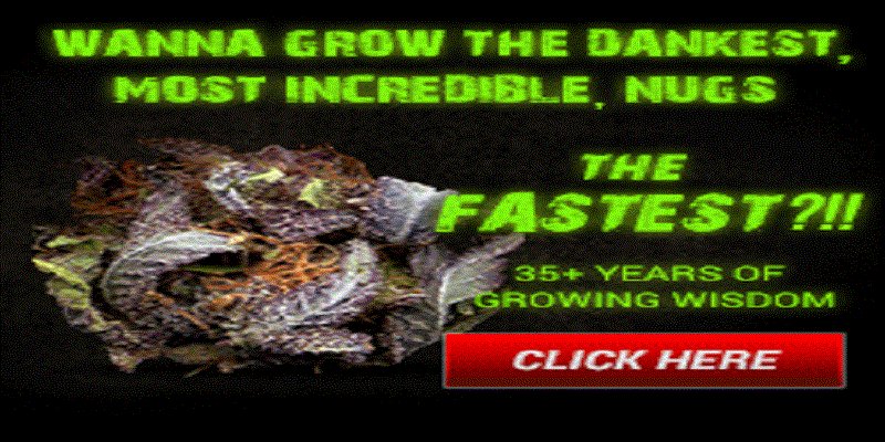 Growing Elite Cannabis
howtogrowweed420.com/2821.html

#marijuana #weed #MedicalCannabis #CannabisMedicinal #weedsmokers #marijuanagrowing #ganja