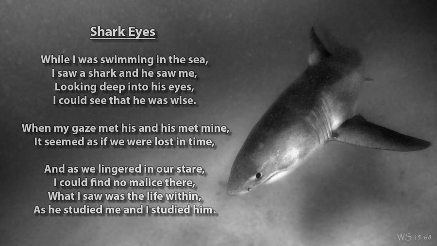 MA Sharks 🦈 on Twitter: "Here's another one of my shark poems for #