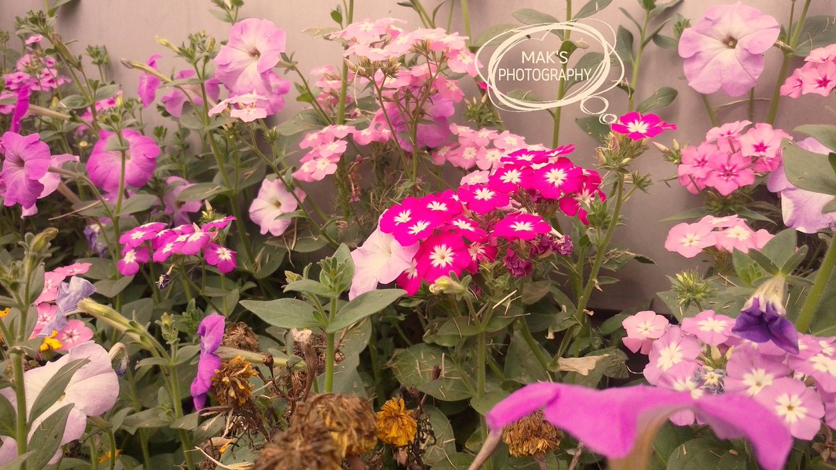 MAKPHOTOGRAPHY2's tweet photo. #nature
#flowers
#different_colours
#gift_uni https://t.co/BwNW8Ti64F