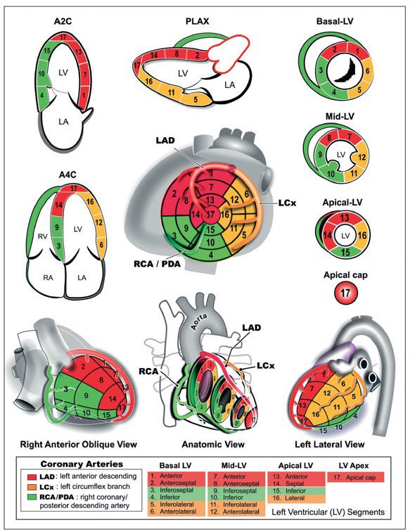 Take time to learn your coronary artery territories on #Echo so you can correlate wall motion with #ECG!

#FOAMed