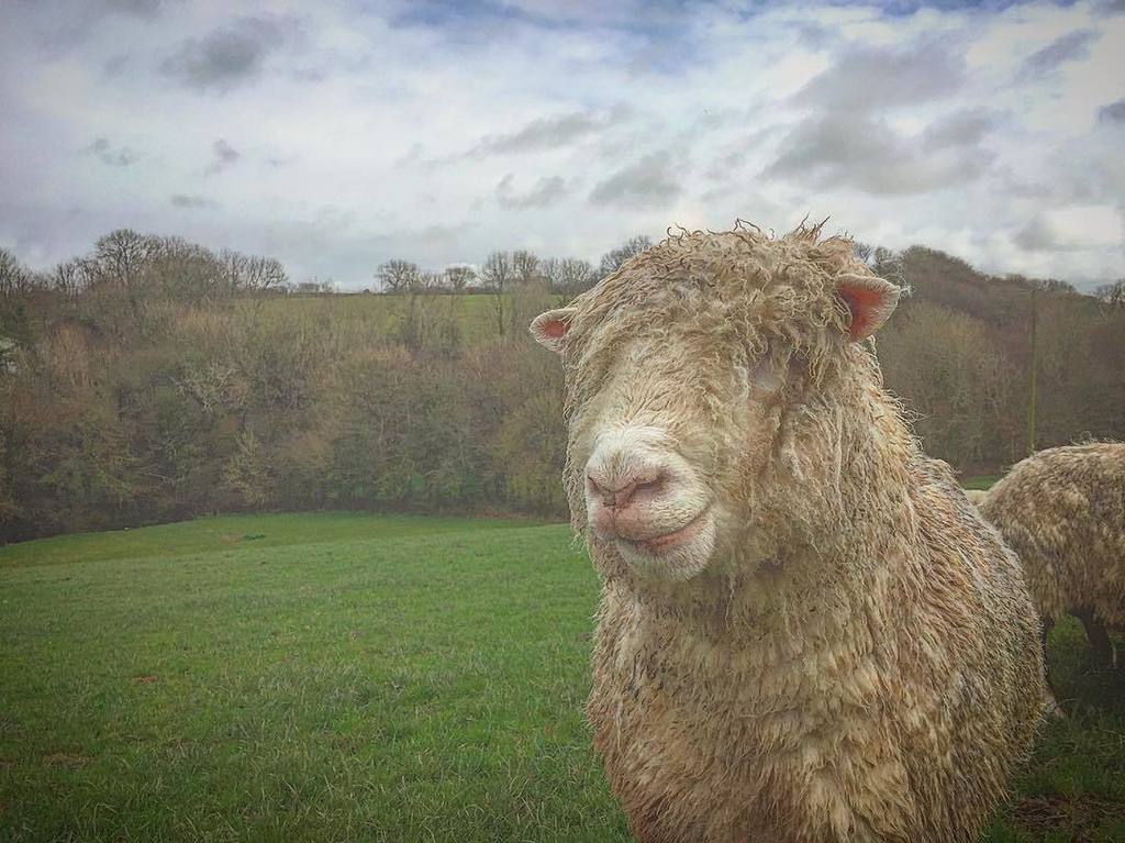 Rhys_Hafod's tweet photo. Shaggy!! #Sheep #CountrySide #farm #farming #agriculture #agri #wales #cymru #WestWales #p… https://t.co/id9xHI1mez https://t.co/M5mYmy3Ve9
