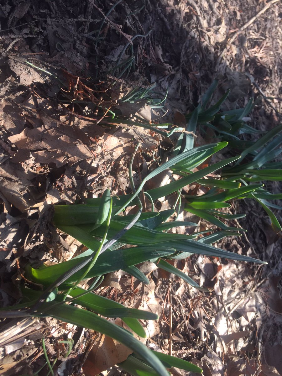 row_PRRA's tweet photo. Sprung out of nowhere! 😆🌷#springfever https://t.co/2tUNm2Nr0X