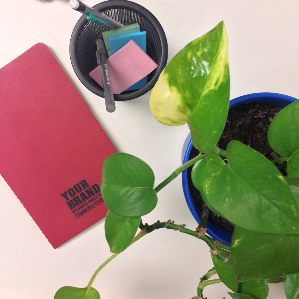 YBIMC's tweet photo. To #springequinox and sunny days! ☀️#SpringBegins #YBIMC #agencylife https://t.co/LNttok2plQ