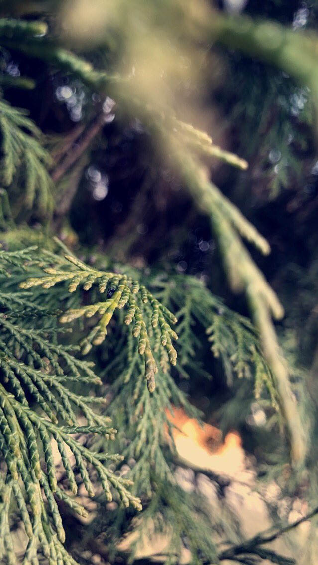 TCol_MediaTeam's tweet photo. #KS3 #MediaTeam girls are looking for #Spring through their photo cameras. #photography #essay #WorldPoetryDay https://t.co/6of3q4U4Bv