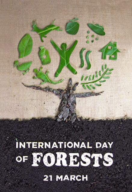 Let's not forget to celebrate forest day ! I love you Green Heart #internationalforestday #natureworshipper