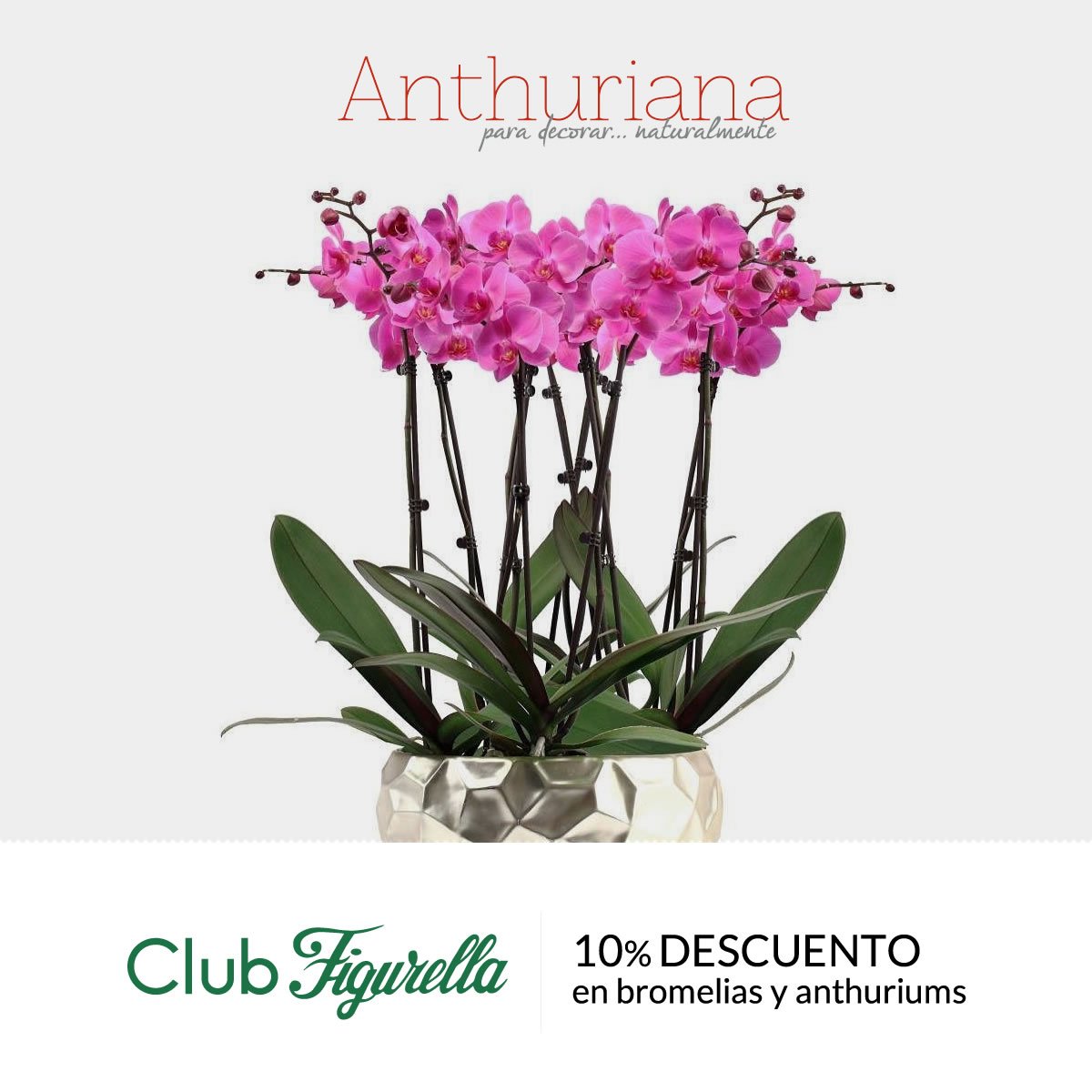 FigurellaRD's tweet photo. ¿Necesitas elementos naturales para un espacio especial? Conoce los beneficios de nuestro afiliado del #ClubFigurella: Anthuriana Dominicana https://t.co/Z79PtX7Wuc