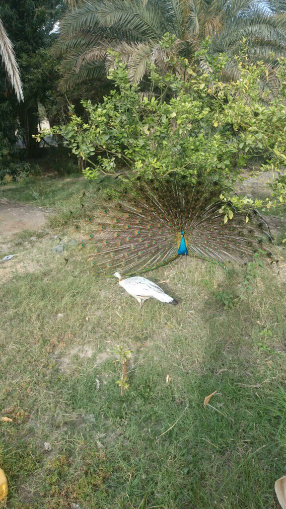 9556Said's tweet photo. https://t.co/xwUvE7E6sY