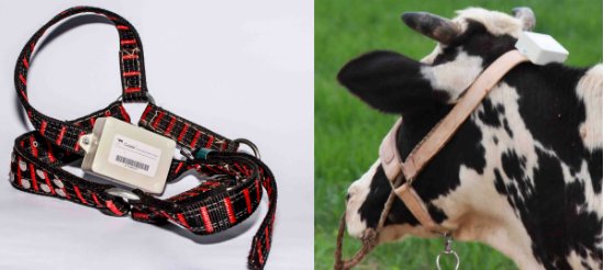 UpHonest Capital (@uphonestcapital) on Twitter photo #Wearables for #cows! Who else made Top 7 from <a href="/ycombinator/">Y Combinator</a> demo day 1? tcrn.ch/2mQxbGy a @Cowler pitch bit.ly/2nGt4kh #Wearables for #cows! Who else made Top 7 from <a href="/ycombinator/">Y Combinator</a> demo day 1? tcrn.ch/2mQxbGy a @Cowler pitch bit.ly/2nGt4kh