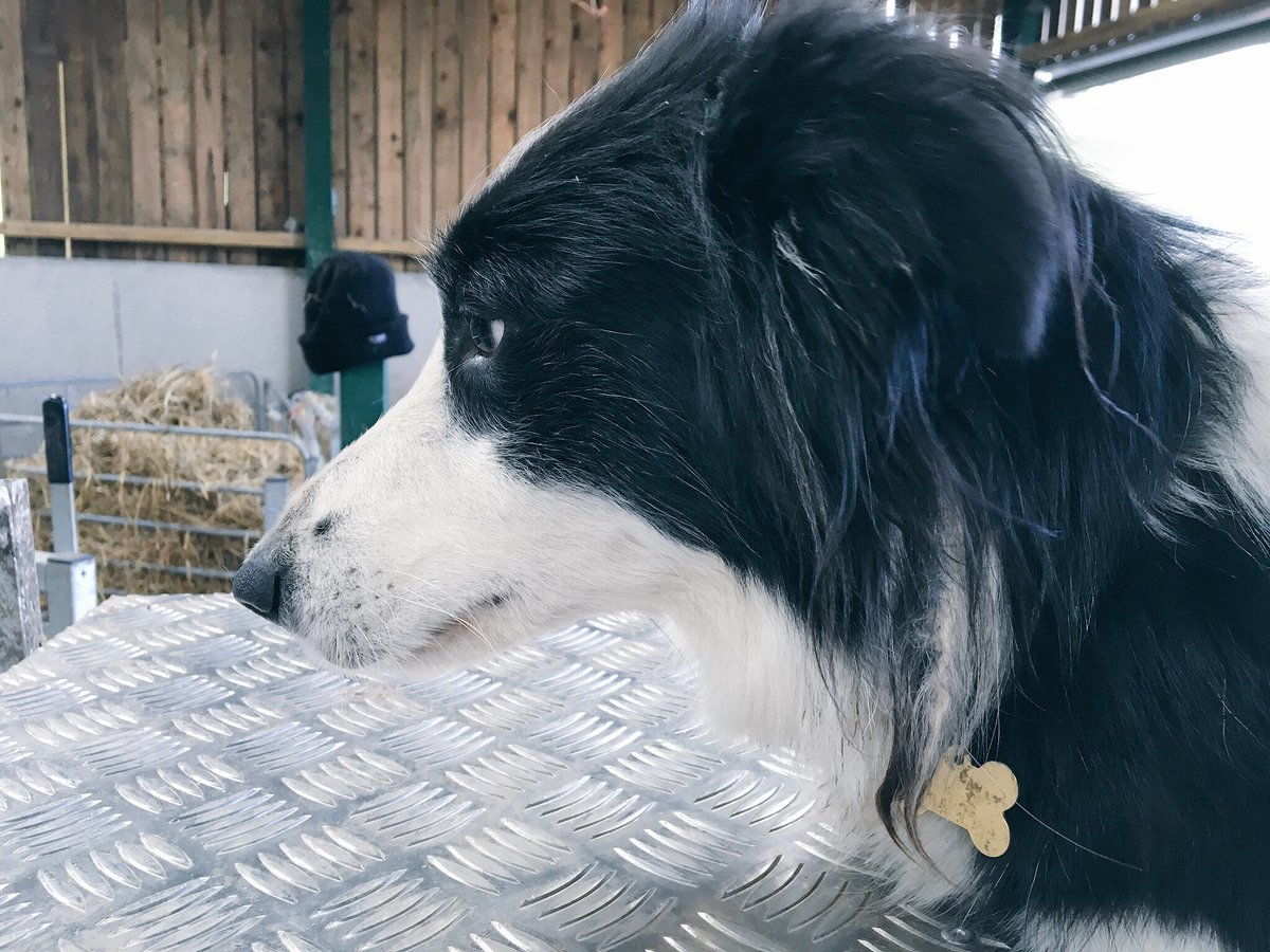 herdyshepherd1's tweet photo. Best pics from today. 
Goodnight. Off to catch 40 winks. 
Back to sheep later on. https://t.co/O79F0iejnF