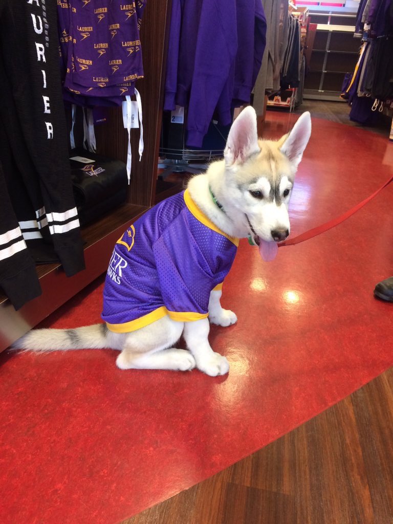 SpottedLaurier's tweet photo. Laurier loves dogs &amp; dogs love Laurier too 😍 https://t.co/PV42TNxF7k