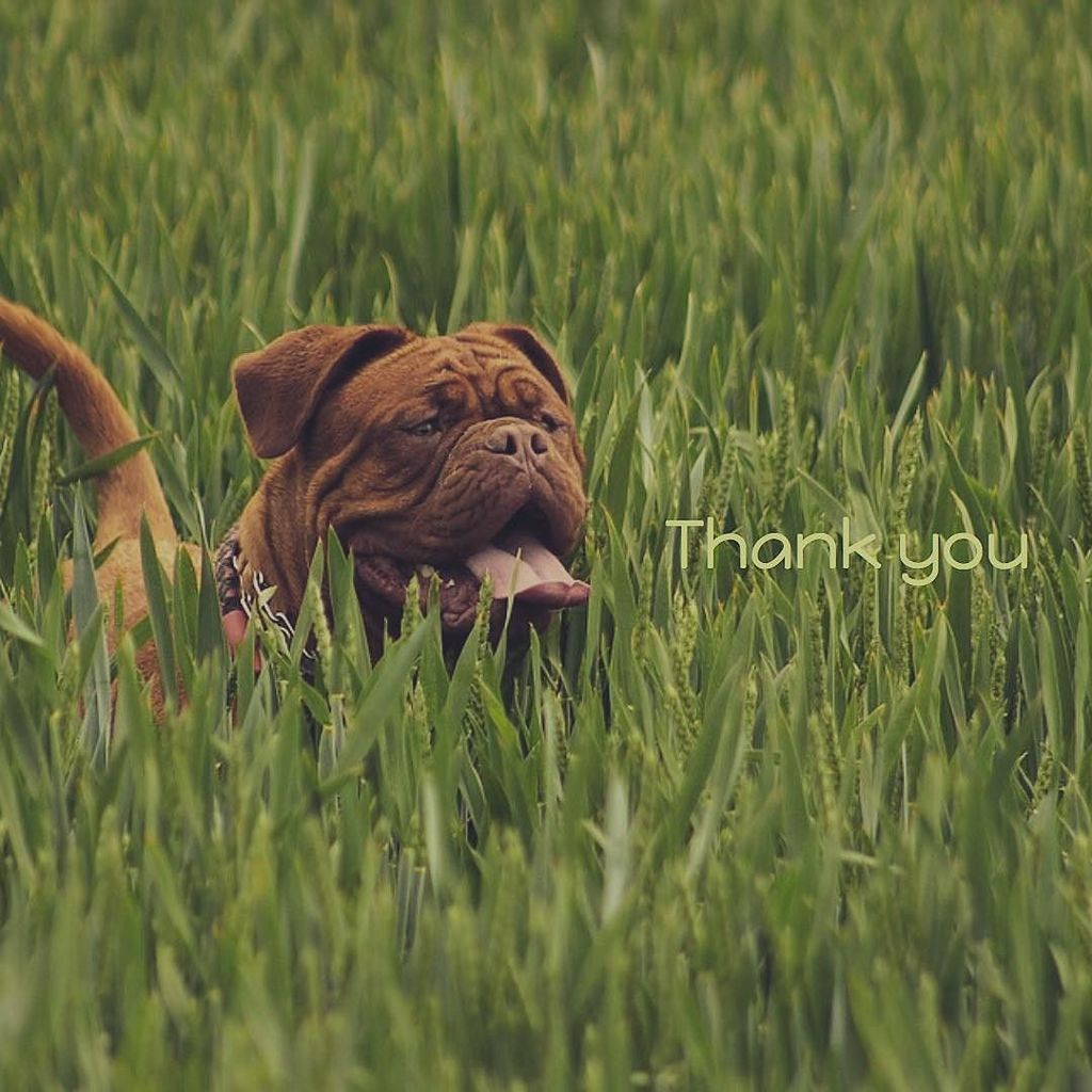 SWLondonDogs's tweet image. I've been running @swlondondogs as part of my 6 months @digitalmums training. I can honest… ift.tt/2o1hdcW