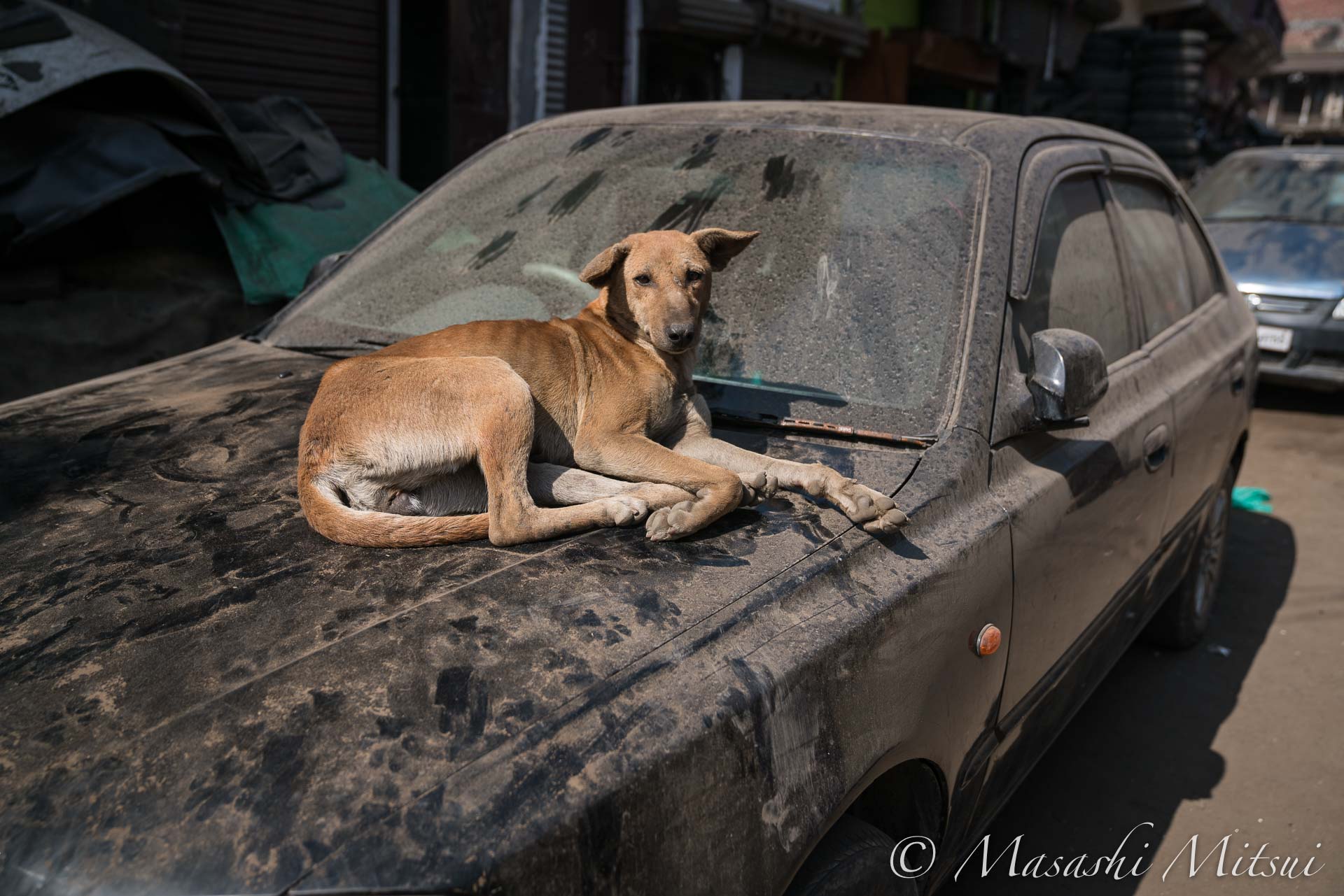 三井昌志 車のボンネットの上で昼寝するインドの野良犬 車も汚いが 犬も汚い インドの犬はとりたてて優しくされることもないが 邪魔者扱いされているわけでもない たまに ほら 食いなよ って感じで残飯を与えられて 街に存在することを許容されて 三井昌志 車のボンネットの上で昼寝するインドの野良犬 車も汚いが 犬も汚い インドの犬はとりたてて優しくされることもないが 邪魔者扱いされているわけでもない たまに ほら 食いなよ って感じで残飯を与えられて 街に存在することを許容されて