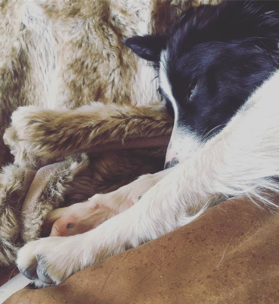 Those days when a real life teddy and a furry throw make your heart complete. ❤ #bordercol… ift.tt/2nPSY29