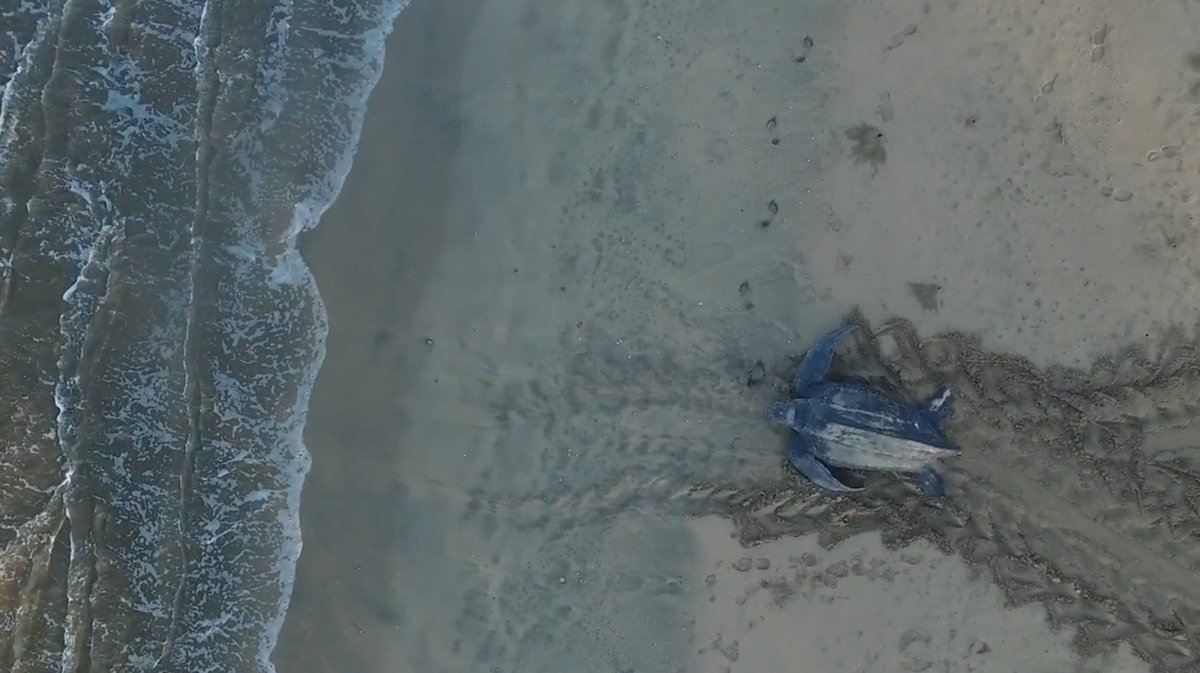 leatherback's tweet image. New gorgeous #dronevideo captures #leatherback #seaturtle after nesting youtu.be/1X9CP_rFZzI