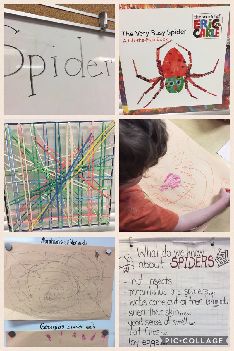 GlendaBensonSPS's tweet photo. K-KB @StirlingPS , What do we know about spiders? Why do flies stick to a web but spiders don't ? #inquiry #studentwonderings #makingwebs https://t.co/q6yW8LfuWU
