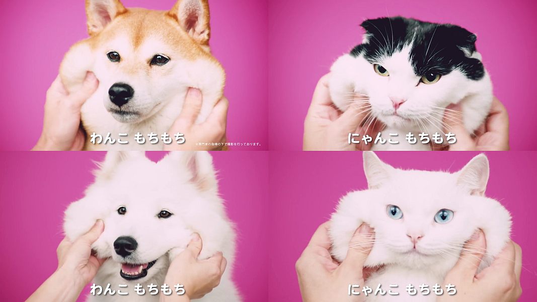確認ページ♡にゃんことわんこ わんこ(犬),にゃんこ(猫)出演 森永公式Web限定CM みんなもちもち篇 55
