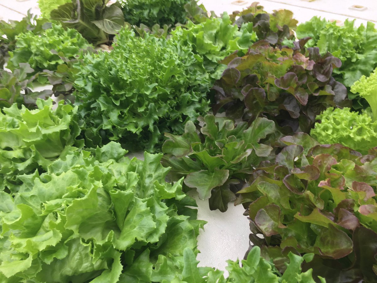 USFoods's tweet image. Today is #NationalAgDay! To celebrate, we'd like to thank all of the farms that make it possible for our customers to #ServeGood!!