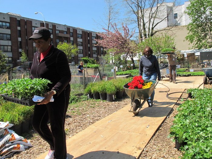 If you're part of a community group, don't forget to place your order for this year's Annual Spring Plant Sale!
grownyc.org/gardens/plant-…