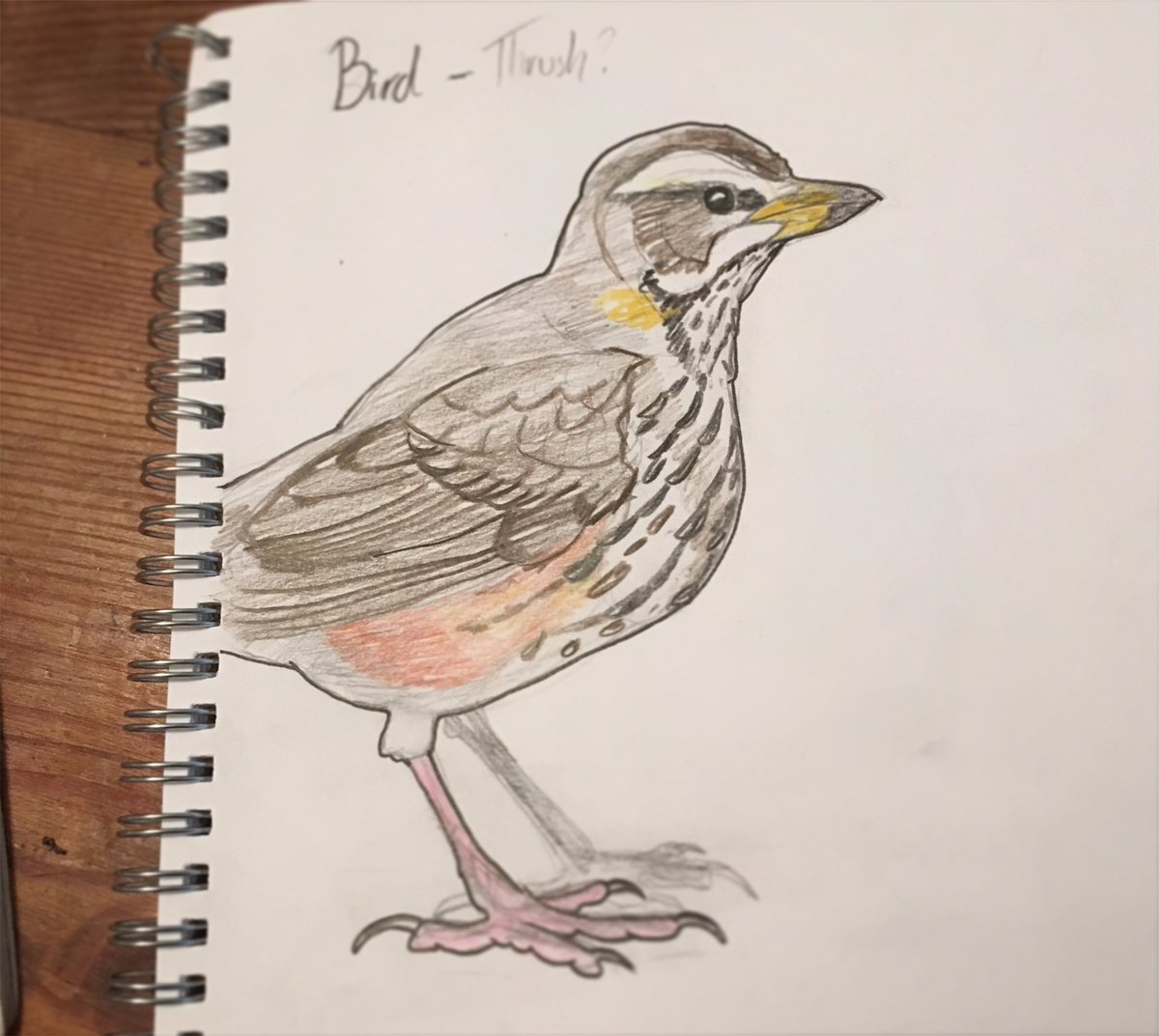 JacksWildLife__'s tweet photo. Had a go at drawing one of my favourite, but for me, rarely seen British birds, the enigmatic redwing #Tseep #INeverLeaveEnoughRoom https://t.co/b8V9RYsJUD