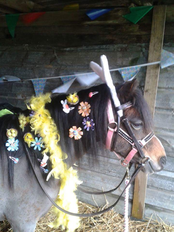 Toppystarponies's tweet photo. Easter holiday pony fun at Toppy Star Pony Hire @courier_fife @fifeherald @fifetimes @lizcommunity @GlenrothesGaz @eastfifemail @FFP https://t.co/FFHkPyOTa3