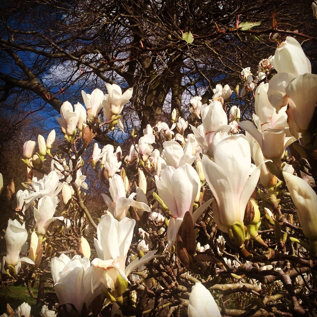 Bull_of_the_Bog's tweet photo. #Magnolia #Blowsy #WindBlown #Short-lived #Flowers but what an in your face statement of the arrival of #Spring https://t.co/cKkLjEcnOy