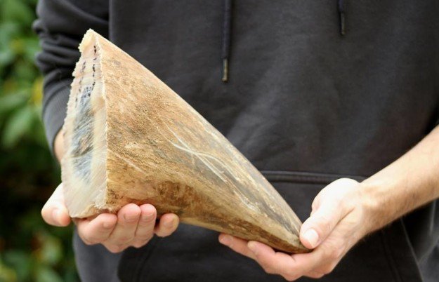 A zoo in the Czech Republic is sawing the horns off all its rhinos to deter poachers buzzfeed.com/jasonwells/hor…