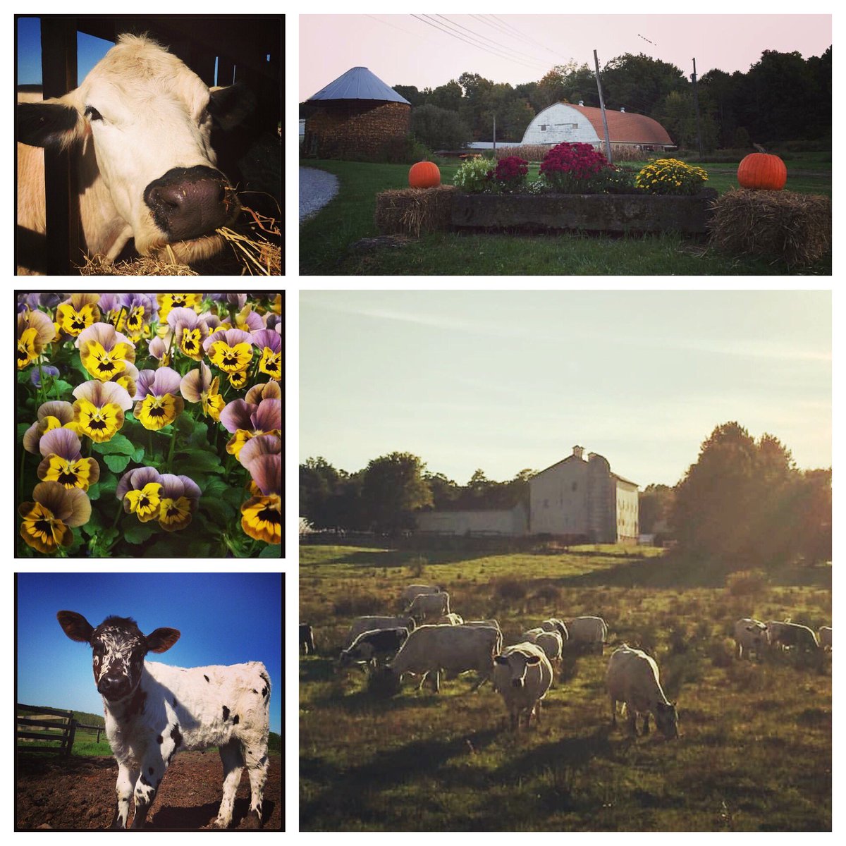 Celebrating #NationalAgDay with some pictures from the Villa Maria Farm. Learn more about our mission at facebook.com/villamariafarm