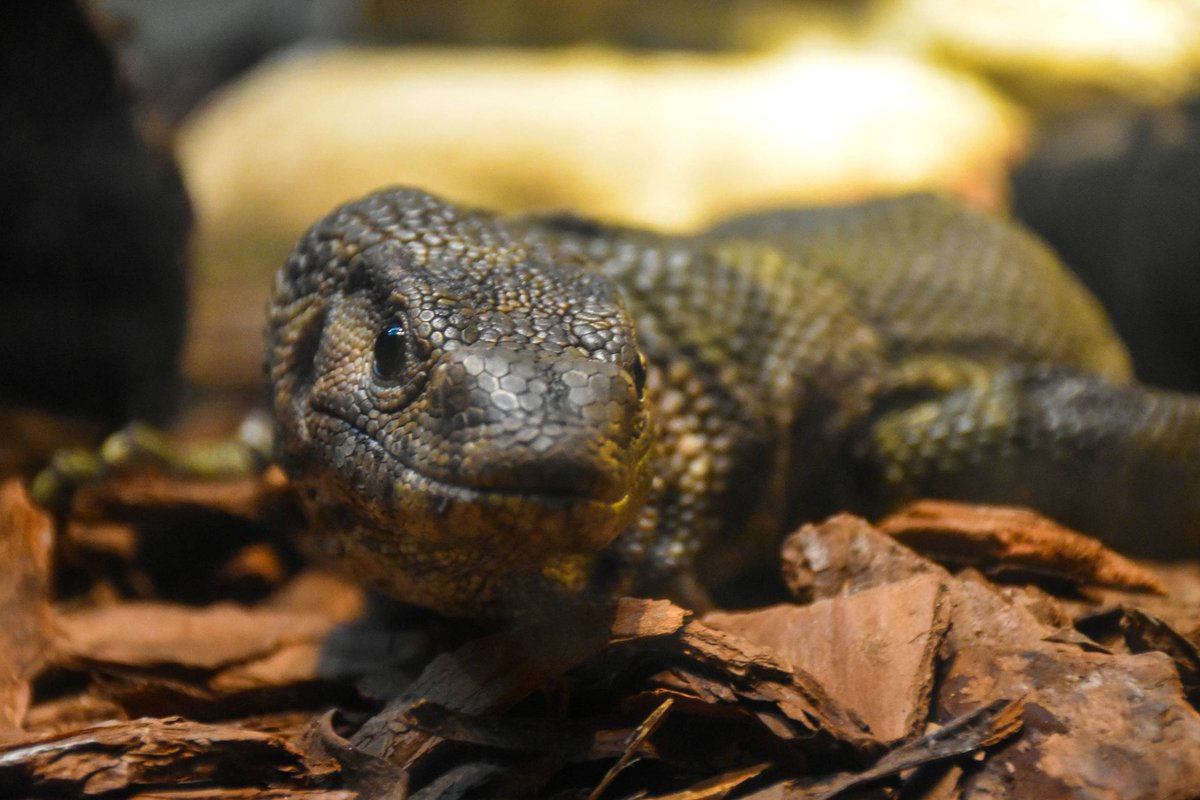 buffalozoo's tweet photo. Hey there Milo! Looking good! #Dumerilsmonitor https://t.co/nPZfVp3xWk