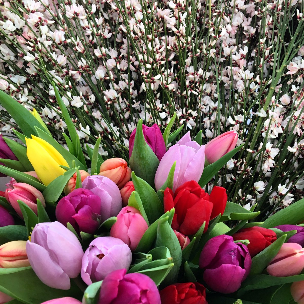 #spring #flowers #tulips #ginster #fresh #florist #yum