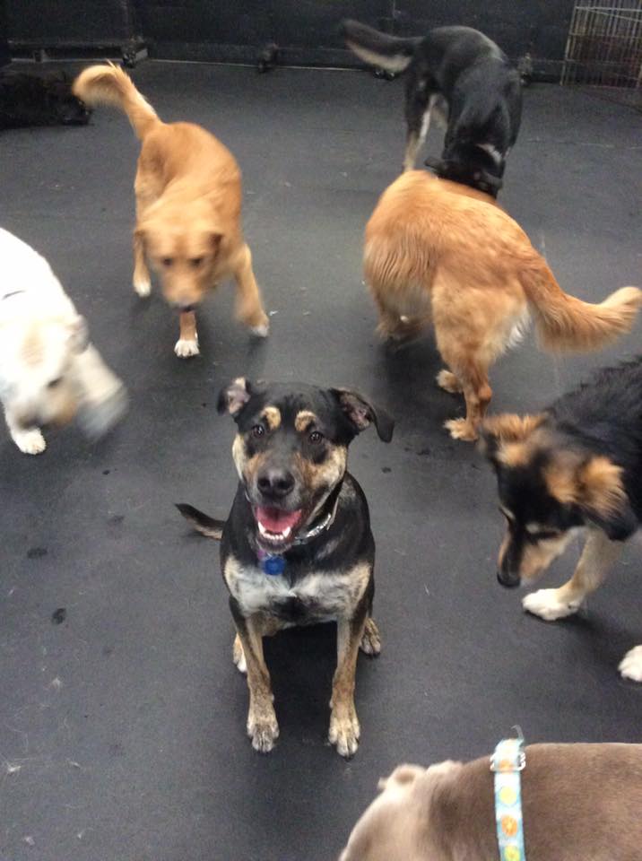 NovasAdventure's tweet image. My first day of DogmaU! Staying focused and practicing my skills with all my friends as distractions! Love this place! @dogmatraining