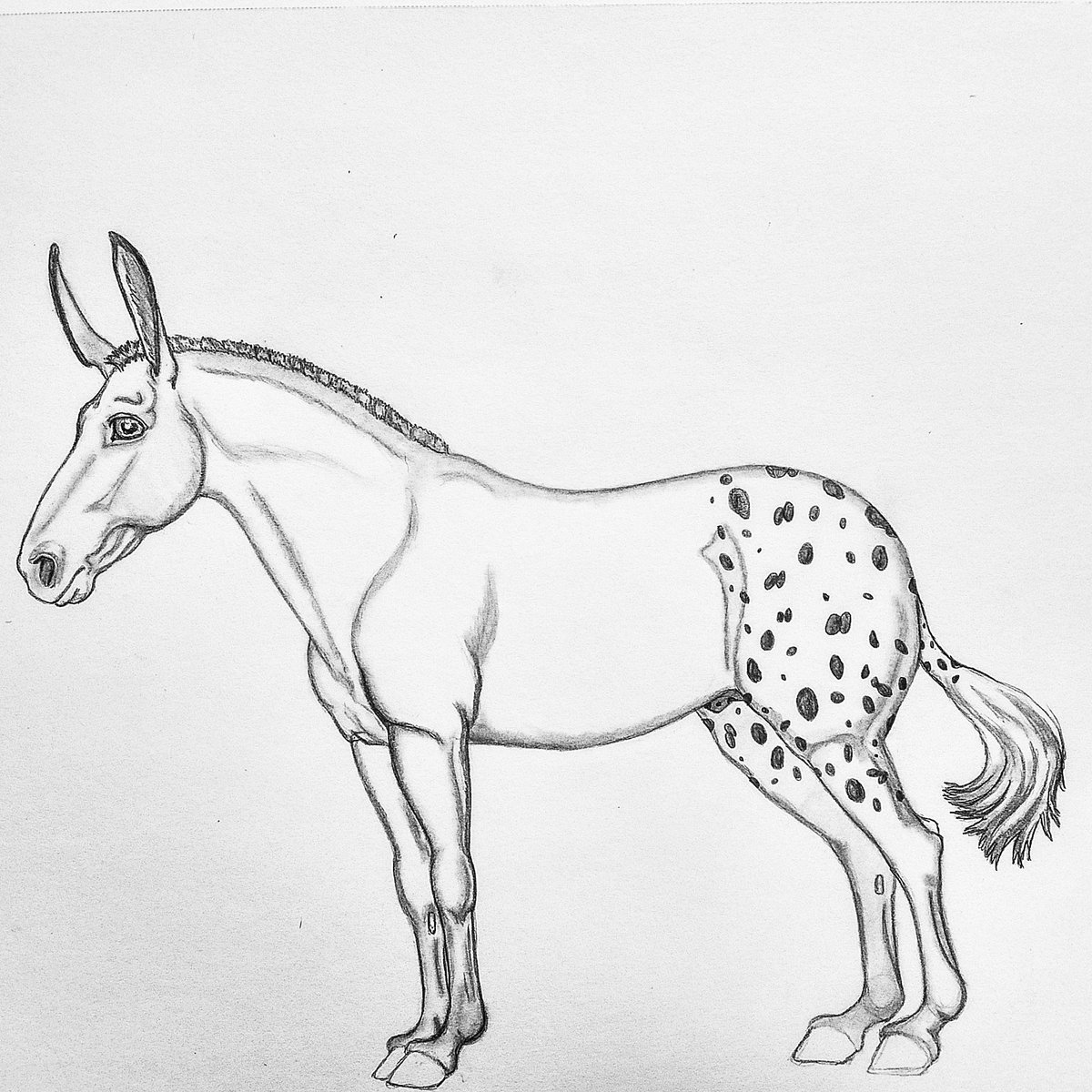simply_sunshiny's tweet photo. I drew this little appy mule!

#mule #appaloosa #equine #equineart #art #artist #horseart #artistic #drawing #sketchbook #animalart #horse https://t.co/3xKAorPvvL